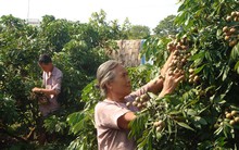 ‘Lối ra’ cho nhãn chín muộn