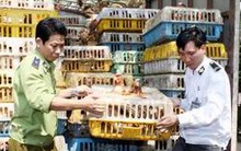 Kiểm soát chặt nhập khẩu gia súc, gia cầm