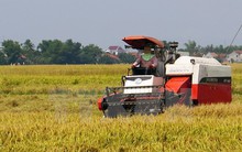 Sản lượng lúa của cả nước năm nay ước đạt hơn 45 triệu tấn