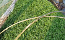 Đại gia Trung Quốc đổ xô vào nông nghiệp: Ông chủ Công ty game đi chăn lợn