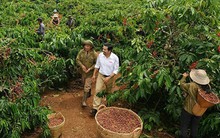 Cà phê Trung Quốc bít đường cà phê Việt?