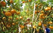 Quýt đường và dưa hấu ở Hậu Giang hút hàng, giá tăng cao