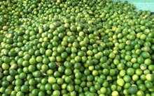 Thương lái ngừng mua, người trồng chanh khóc ròng