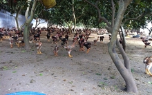 Gà thả vườn rớt giá