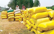 Lúa gạo ĐBSCL đang lên cơn sốt