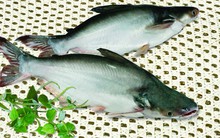 Anvifish lại "mất đi" một cổ đông lớn