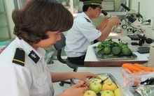 Lo ngại hoa quả trái vụ nhập ồ ạt