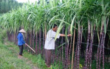 Hiệp hội Mía đường chính thức lên tiếng về đề xuất nhập 50.000 tấn đường
