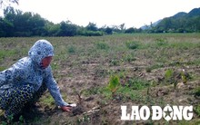 Nông dân khóc ròng trên đồng khoai