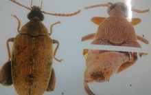 Vì sao Việt Nam tạm ngừng nhập khẩu lạc từ Ấn Độ?