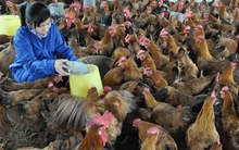 Ngành Chăn nuôi hội nhập: Đẩy mạnh tái cơ cấu