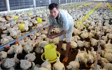 Đùi gà Mỹ giá 20 ngàn khiến người chăn nuôi lỗ 1.300 tỷ