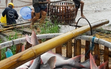 Cá tra vẫn nhiều biến động