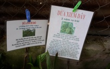 Dừa siêu trái, lãi cao: Quảng cáo quá lời