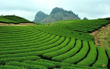 Hà Nội siết chặt quản lý sử dụng đất nông, lâm trường