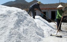 Khánh Hòa tồn đọng 40.000 tấn muối do giá muối giảm mạnh