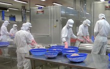 Các doanh nghiệp đã kê 'vống' khối lượng cá tra philê tồn kho?