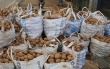 Khoai tây Đà Lạt khan hiếm, hàng Trung Quốc rục rịch tràn về