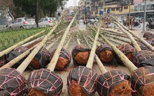 Hé lộ nguồn gốc cây xanh trồng mới ở Hà Nội