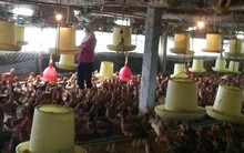 Bộ trưởng Cao Đức Phát: Phải làm rõ nguồn gốc thịt gà nhập