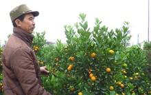 Thị trường cây cảnh Tết: Bắc rộn ràng, Nam điêu đứng