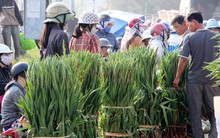 Thương lái ngừng mua, hoa lay ơn Phú Yên dội chợ