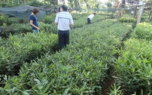 Cảnh báo 3 giống mắc ca ghép không đảm bảo chất lượng