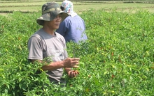 Ớt chỉ thiên kiểu gì cũng lãi