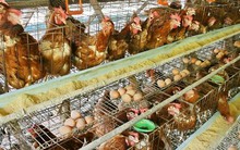 Năng suất lao động bằng 1/20 người Mỹ: Ngành chăn nuôi lo "thua trên sân nhà"?