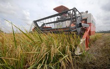 Mua tạm trữ 1 triệu tấn quy gạo vụ Đông Xuân 2014-201