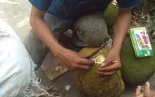 Đổ hóa chất ép mít chín siêu tốc