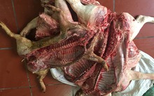 Hàng tấn thịt lợn ốm chết tuồn vào chợ Phùng Khoang