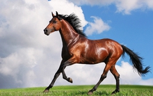 Khối ngoại hoạt động tích cực trong phiên giao dịch cuối cùng năm Giáp Ngọ