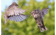 Samsung vs LG: Từ tình bạn, tình sui gia, đến kẻ thù không đội trời chung