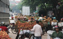 Vài thiều rớt giá thê thảm do thương lái Trung Quốc ngừng mua