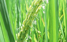 Nông dược HAI: Dự kiến thay đổi kế hoạch sử dụng vốn phát hành thêm