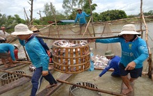 Giải pháp để ngành cá tra phát triển bền vững