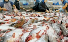 DN thủy sản phải đóng chi phí “bôi trơn” để xuất khẩu vào Nga