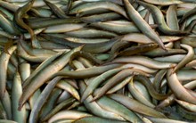 Người dân lúng túng trong việc đầu tư nuôi cá chạch bùn, Bộ NN&PTNT nói gì?