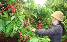 Cà phê chín rộ, ‘năn nỉ’ không có người hái
