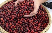 Nông dân thiệt đơn, thiệt kép vì trữ cà phê
