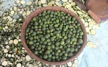 Cảnh báo tình trạng mua bán cam non