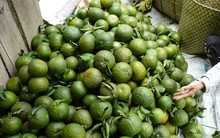 Cam sành tăng giá, thương lái tranh mua