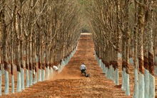 TNC: 6 tháng đầu năm 2015 lãi trước thuế 9 tỷ đồng