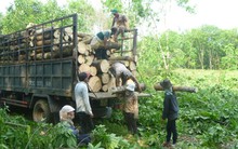 Nông dân chặt cao su trồng điều