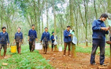 Cao su Thống Nhất (TNC): Quý 1 thoát lỗ nhờ thanh lý vườn cây cao su