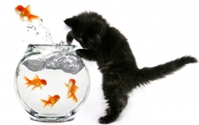 TÔI ĐẦU TƯ: Làm thế nào để trở thành một thợ săn cổ phiếu trên thị trường chứng khoán? (Phần 2)