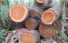 Chi phí 35 triệu đồng chặt hạ 1 cây xà cừ là đúng giá quy định?