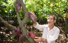 Thời kỳ mới của cây ca cao