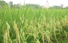 PAN Pacific đã hoàn tất 2 thương vụ giao dịch cổ phiếu lớn với PAN Food